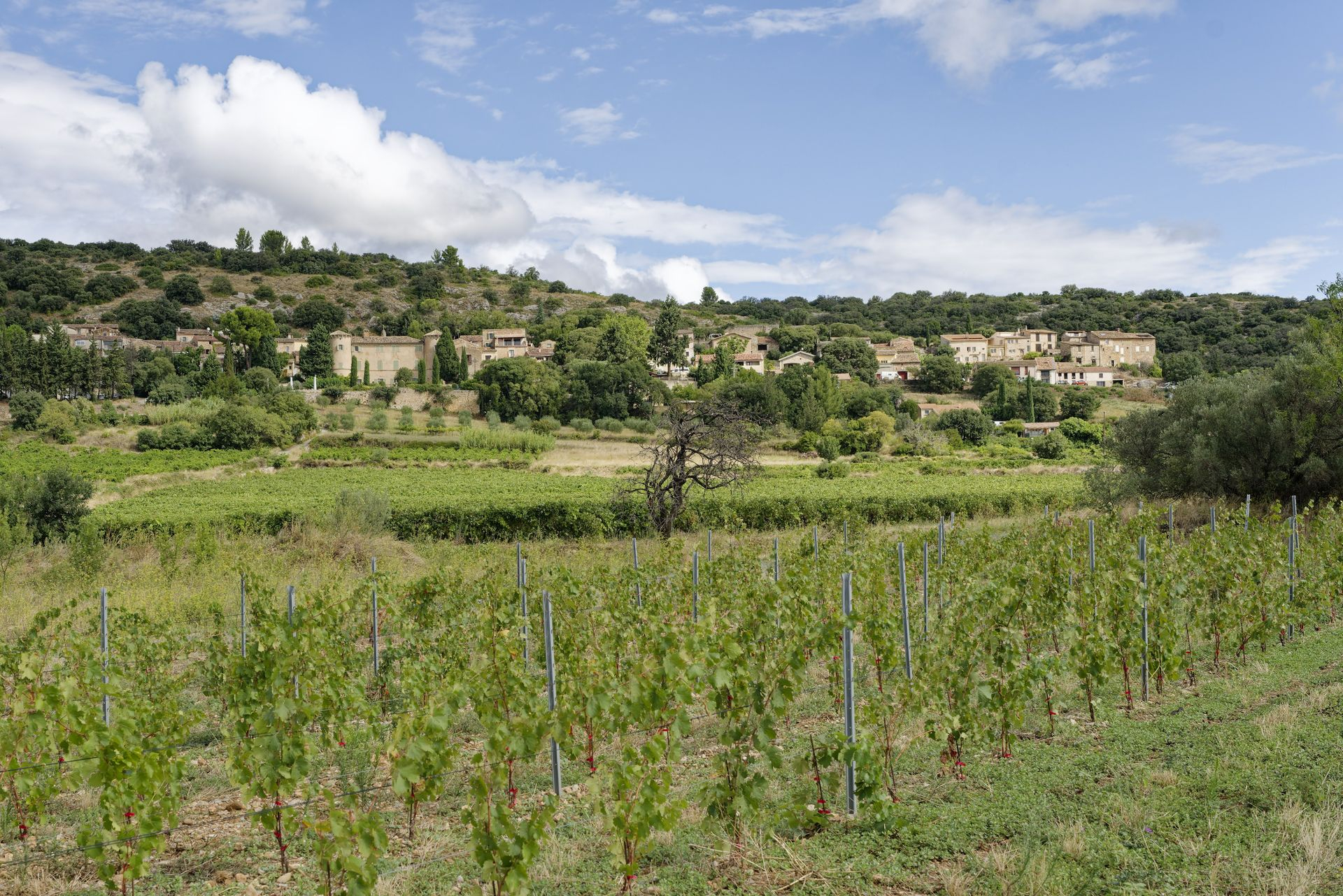 La Jasse Castel winery Arboras vineyards