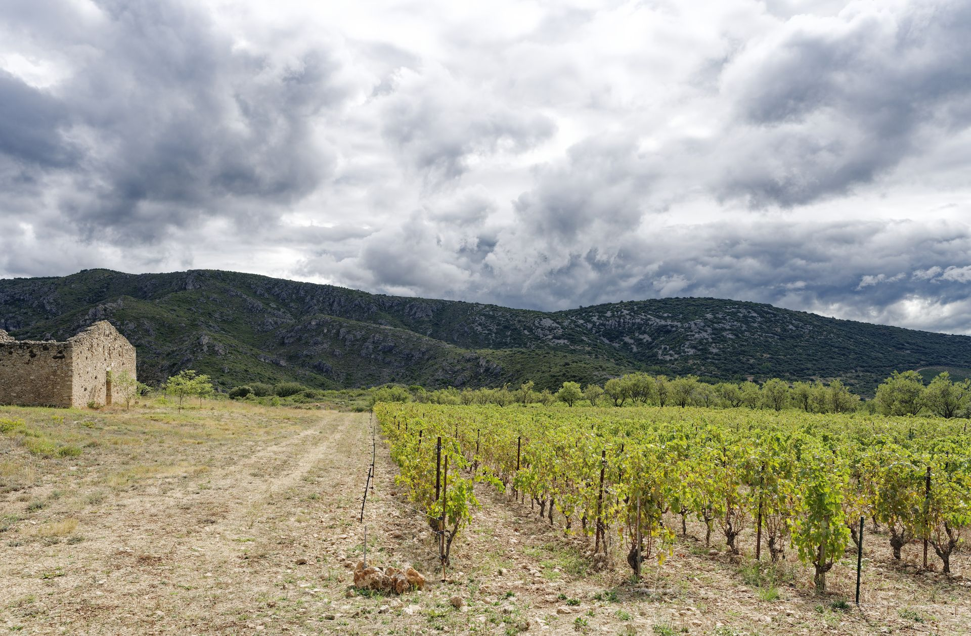 La jasse castel La jasse vines mixed white grapes