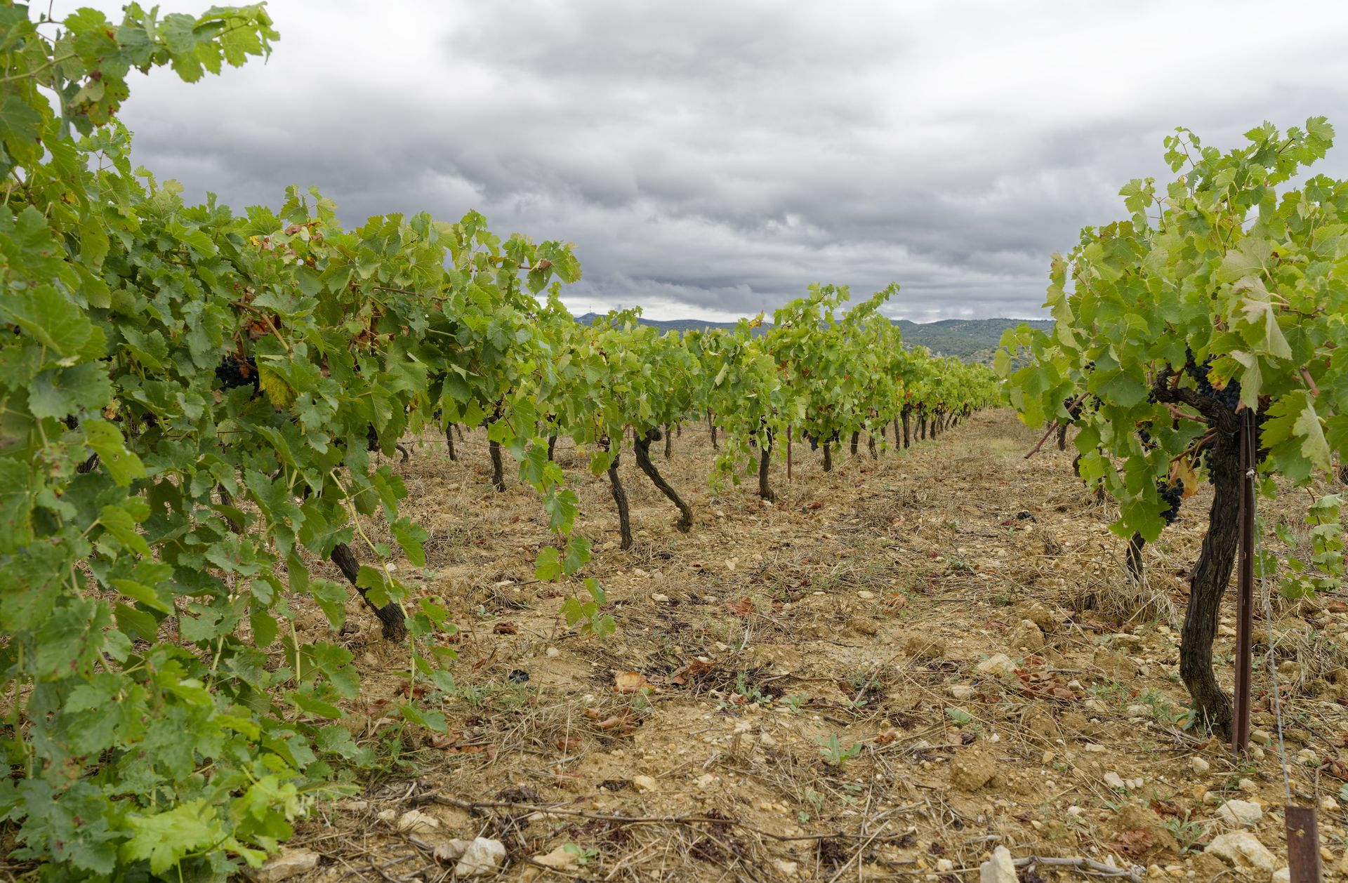 La Jasse Castel winery vines