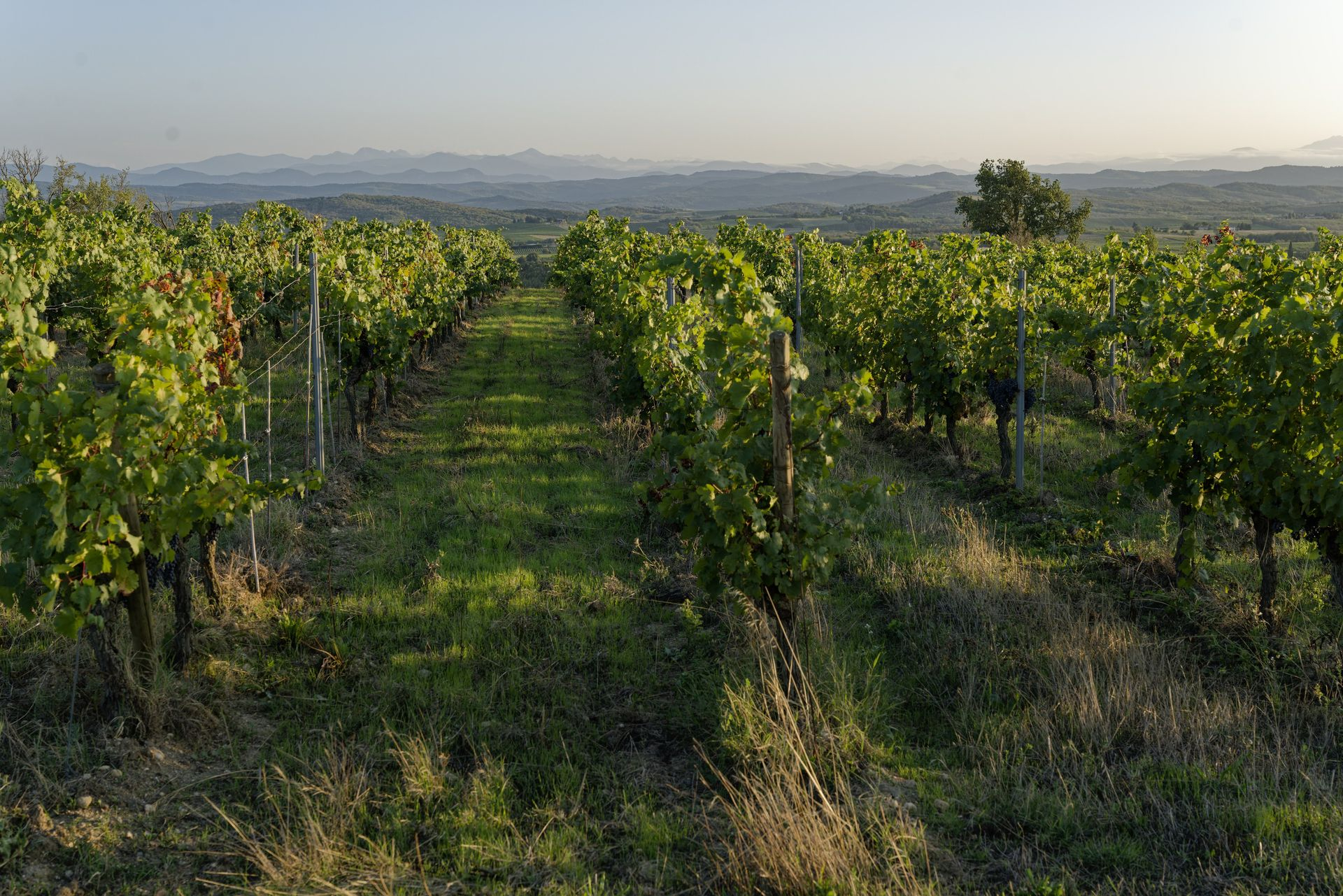 chateau guilhem vines pyrenées view