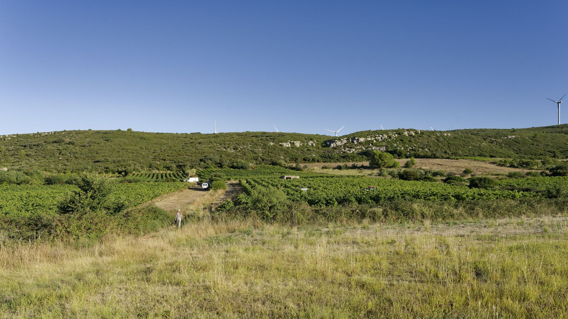 Domaine de roquemale winery vineyard and grenache vines
