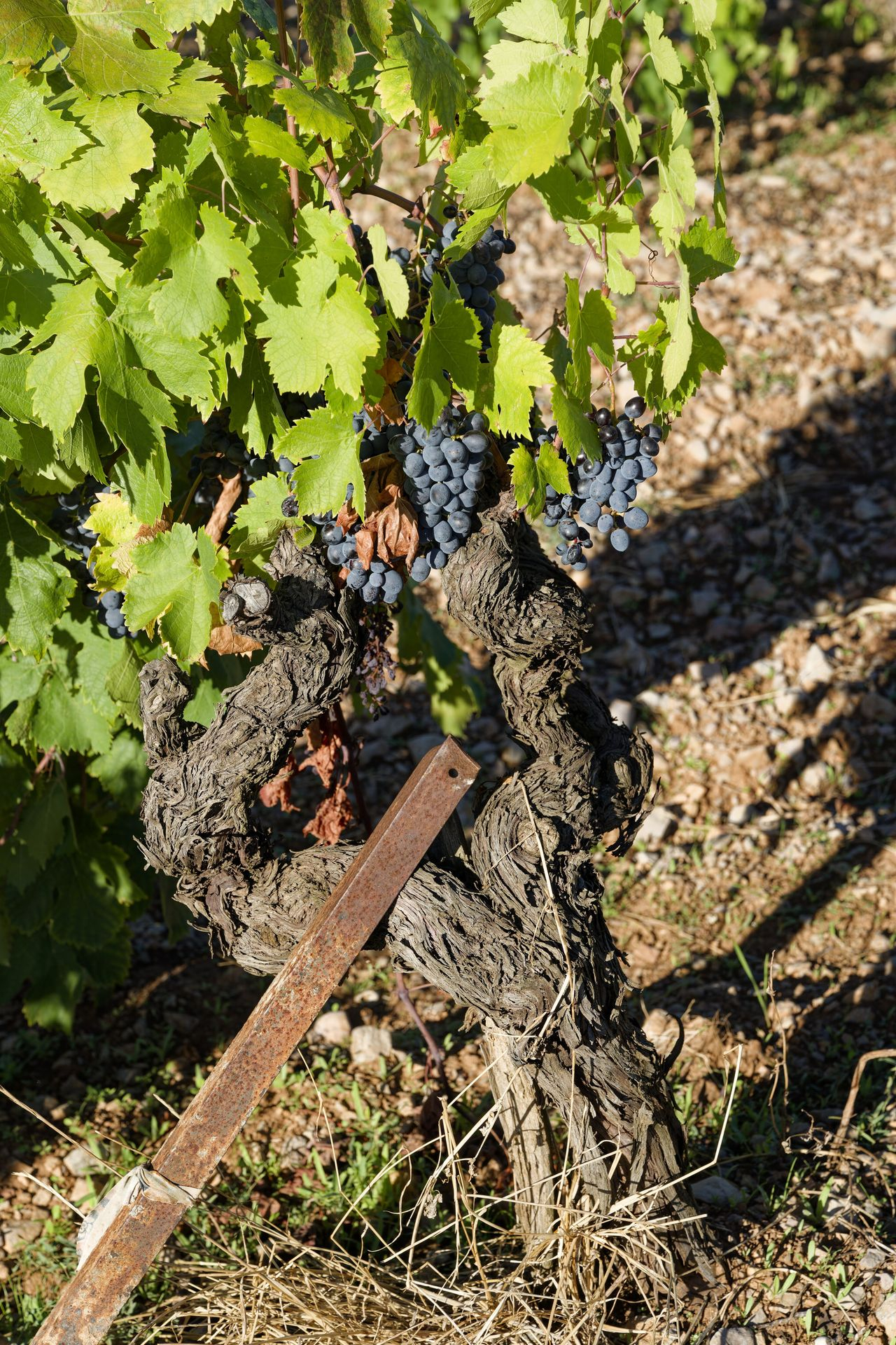 Domaine de roquemale winery old vine 2