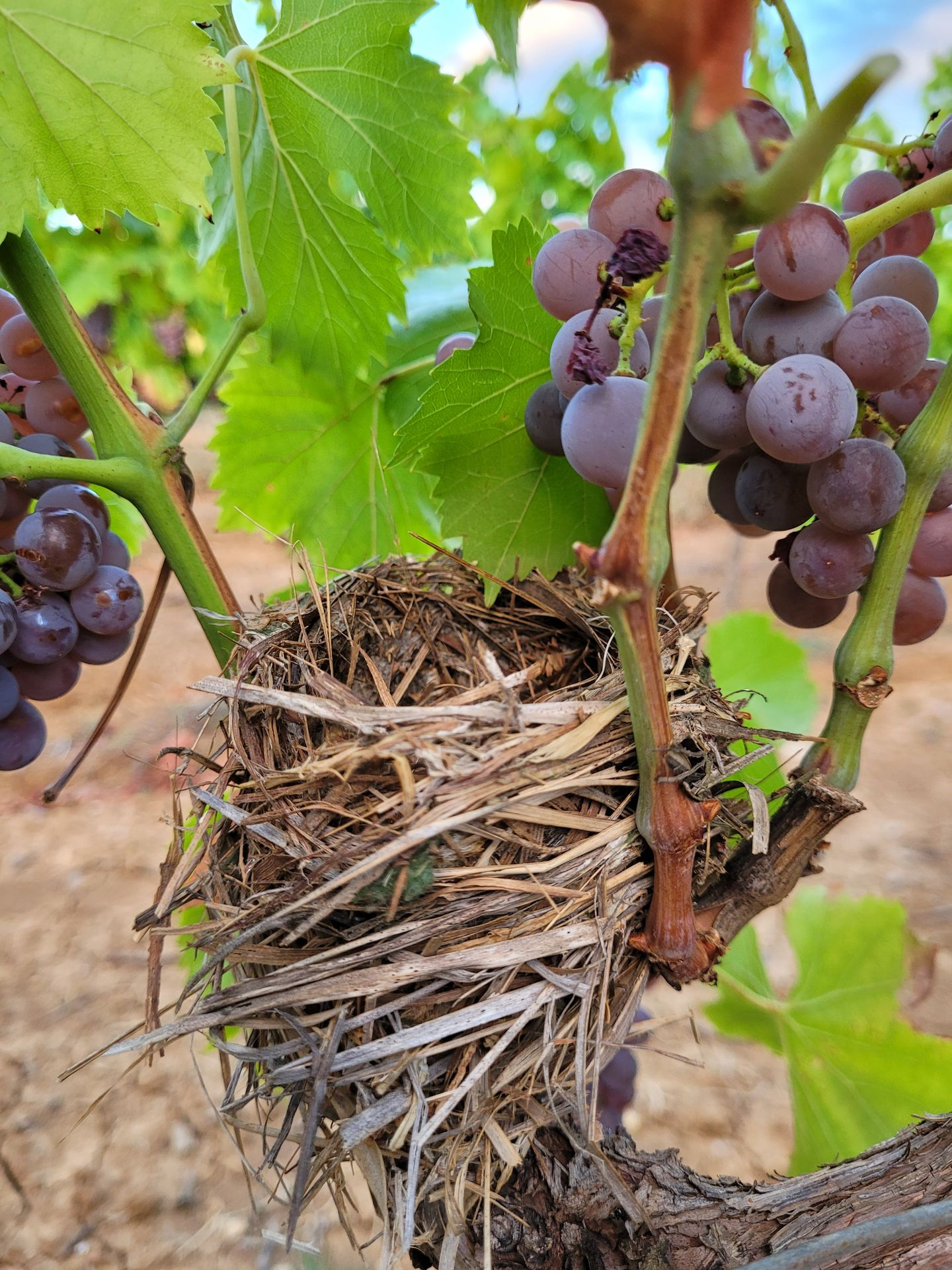 Domaine de Roquemale winery grapes birds nest